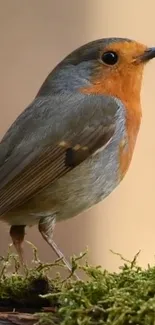 Vibrant robin bird perched on green moss with a soft background.