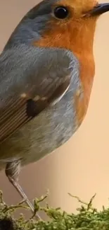 Close-up of a vibrant robin bird perched on moss.