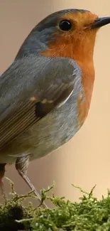 A vibrant orange robin perched on moss, showcasing nature's beauty.