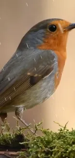 Vibrant robin perched on moss in gentle rain.