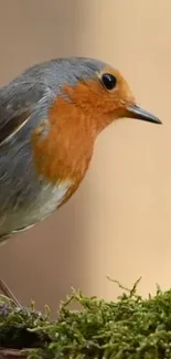 Close-up of a robin bird on moss, with vibrant orange and green tones.