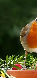 Orange-breasted robin perched on green branches with vivid colors.