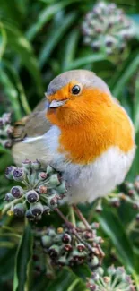 Vibrant robin perched on lush green foliage background.