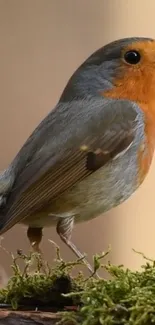 A vibrant robin perched on green moss with a blurred background.