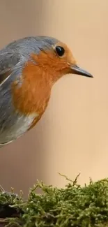 Robin perched on moss with a soft beige background.