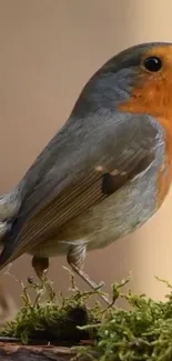 Vibrant robin perched on green moss.