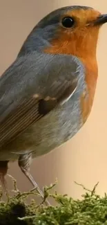 Vibrant robin perched on lush green moss.