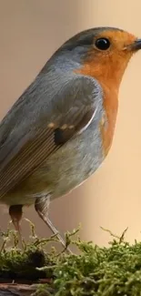 A vibrant robin perched on lush green moss, showcasing nature's beauty.