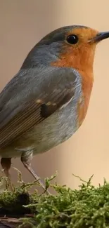 Vibrant robin perched on green moss in nature.