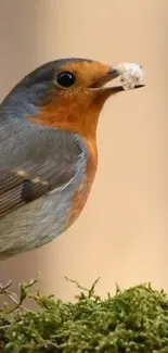 Vibrant robin perched on a mossy branch with a blurred background.