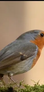 A colorful robin perched on a mossy branch against a blurred background.