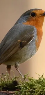 A vibrant robin perched on a mossy branch, showcasing colorful plumage.