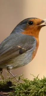 Robin eating on mossy branch with soft background.