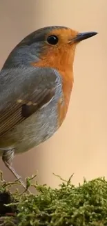 Red-breasted robin perched on a mossy branch in a nature setting.