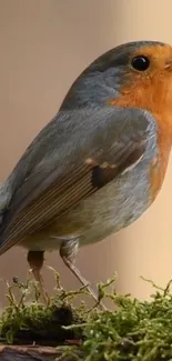 Mobile wallpaper of a colorful robin perched on a moss-covered branch.