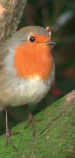 European robin perched on a mossy branch, captured in vivid detail.