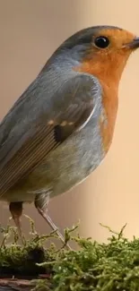 Vibrant robin perched on a mossy branch against a soft background.