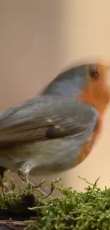 Vibrant robin perched on a green mossy branch.