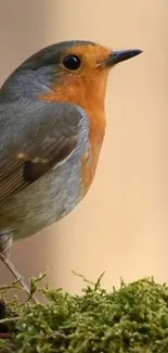 Vibrant robin perched on green mossy branch.