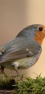 Vibrant robin perched on a mossy log.