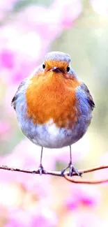 A vivid robin sits on a cherry blossom branch, offering a colorful spring scene.
