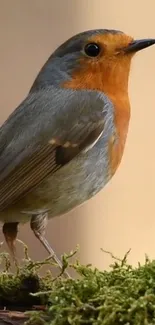 A vibrant robin perched on moss with a blurred brown background.