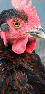 Close-up of a colorful rooster with detailed feather patterns.