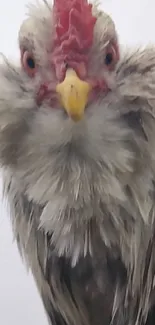 Close-up of a vibrant rooster with detailed feathers.