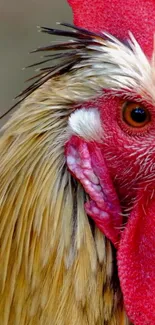 Close-up of a rooster with vibrant red and brown feathers.