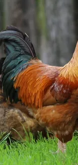 Colorful rooster standing in a lush green field.