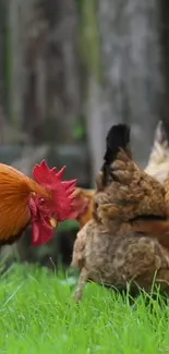 Rooster and chickens in lush green field.