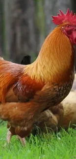 Vibrant red and orange rooster standing in green grass.