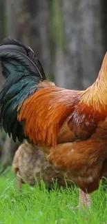 Vibrant rooster standing in a green field.