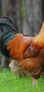 Colorful rooster standing in grass with vibrant tail features.