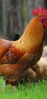 Vibrant rooster standing on green grass.