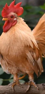 A vibrant rooster perched against a green background