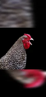 Striking rooster with red crest on a black backdrop, perfect for mobile wallpaper.