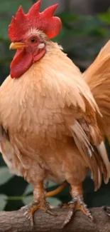 Majestic rooster perched on a branch with vibrant red comb and golden feathers.