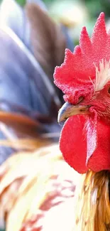 Close-up of a vibrant rooster with a bright red comb and detailed feathers.