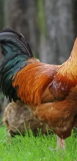 Rooster standing on green grass with vibrant orange feathers.