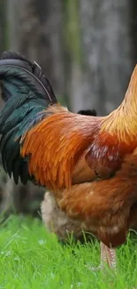 Vibrant rooster standing on green grass beside a wooden fence.