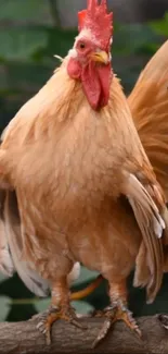 Close-up of a vibrant rooster standing on a branch.