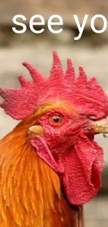 A striking rooster with vibrant red and orange feathers.