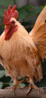Vibrant rooster standing on a branch in a natural setting.