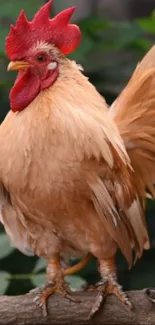 A majestic rooster perched with lush foliage in the background.