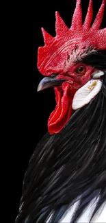 Vibrant rooster with red comb on black background.