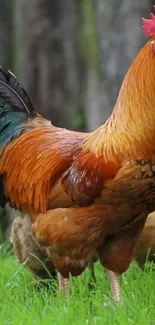 Vibrant rooster standing on grass with colorful plumage.