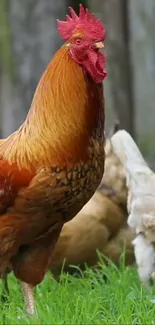 Brown and red rooster in lush green grass.