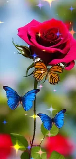 Red rose with butterflies and sparkle on a colorful background.