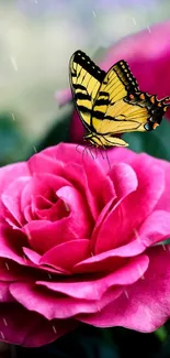 Yellow butterfly on a vibrant pink rose.